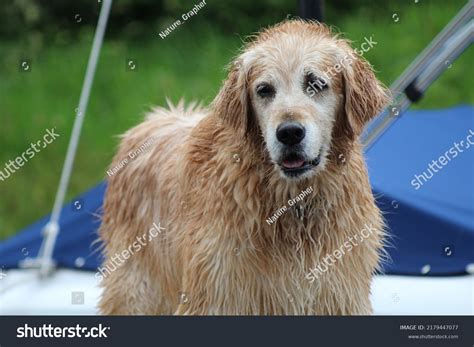 Dog Domestic Dog Domesticated Descendant Wolf Stock Photo 2179447077 | Shutterstock