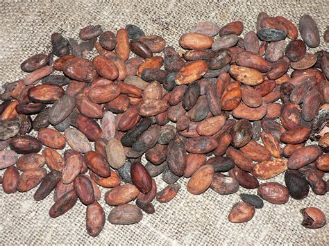 Cocoa bean | Description, History, Cultivation, Processing, Products ...