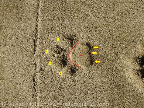 Mountain Lion Tracks – Learn to Read Them - NatureOutside
