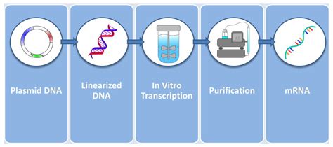 mRNA in the Context of Protein Replacement Therapy