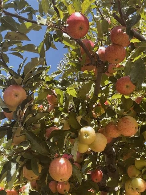 Perfect Day Apple Picking in Southern California: Oak Glen Apple Farms ...