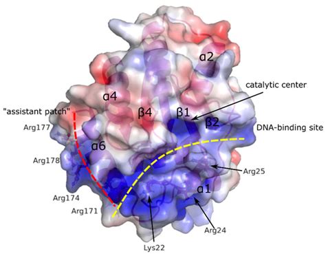 Insights on SNPs of Human Activation-Induced Cytidine Deaminase AID