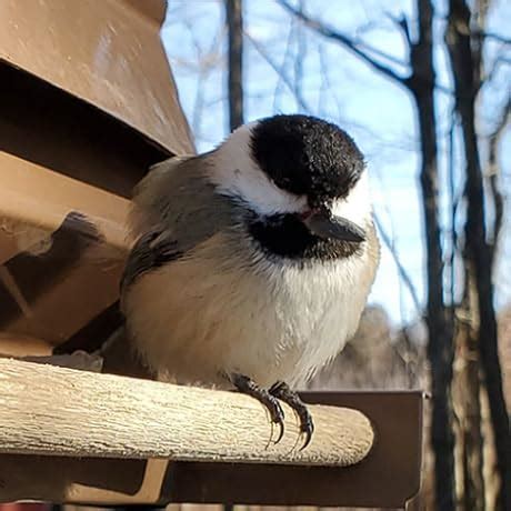 YehVeh 3 Set Bike Bugle Horn Mounting Clips Heavy Duty Handlebar Metal ...