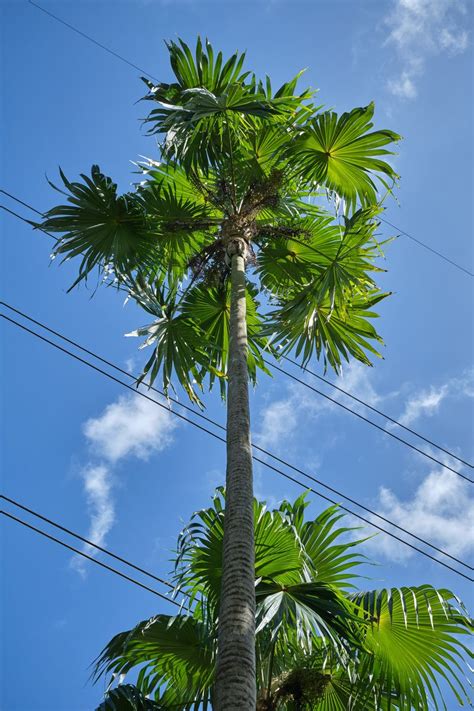 Download wallpaper 800x1200 palm tree, tree, sky, wire iphone 4s/4 for ...