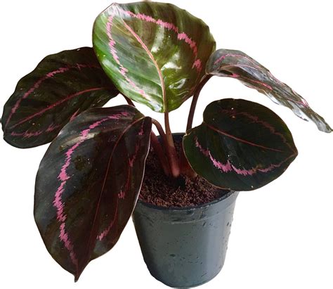 The Four Seasons Calathea Roseopicta Dottie Rare Natural Live Plant in ...