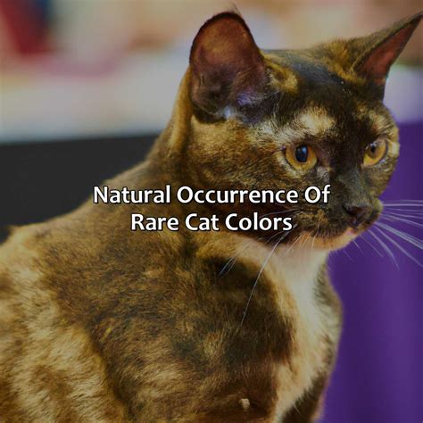 What Is The Rarest Cat Color - colorscombo.com