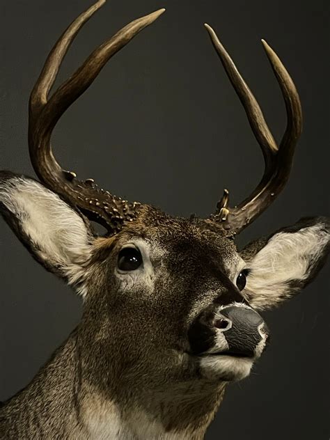 Whitetail Deer Head Mounts