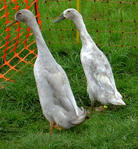 Indian Runner Ducks pictures - Google Search | Laufis | Pinterest ...