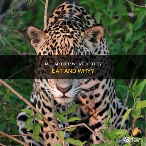 Jaguar Diet: What Do They Eat And Why? | ShunKeto