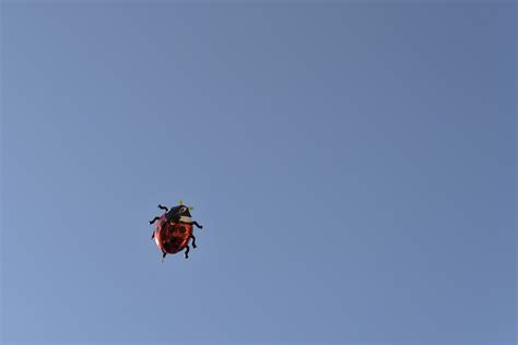 Image result for Ladybug Flying