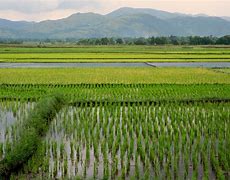 Image result for rice field