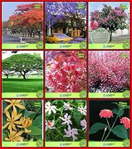 Creative Farmer Pack Seeds Combo Tree Seeds : Jacaranda Mimosafolia ...