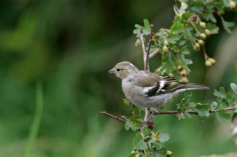 Small Brown Birds and How to Identify Them
