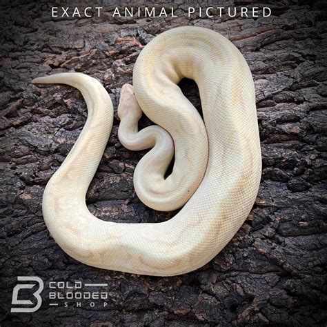 Image result for Champagne Ball Python