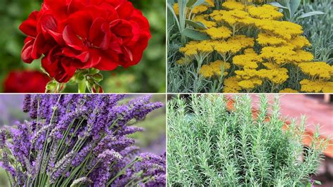 20 Fascinating Types of Squirrels You Should Know - Mothers Always Right