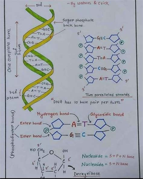Image result for Structure of DNA Class 12