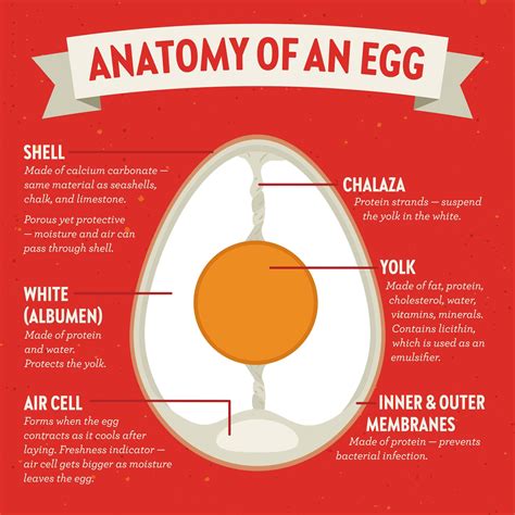 Egg Anatomy - Vital Farms