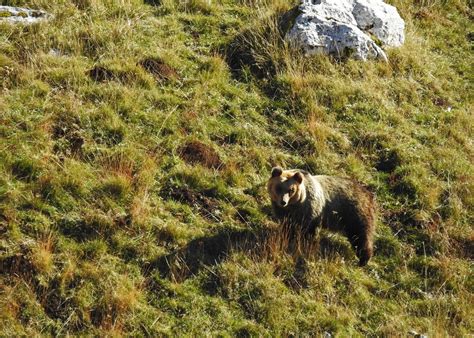 Marsican Brown Bear