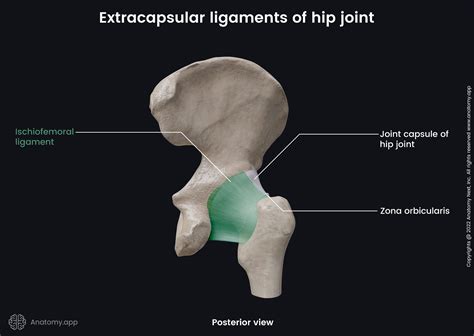 Hip joint | Encyclopedia | Anatomy.app | Learn anatomy | 3D models ...