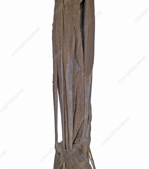 Image result for Human Dissection Tutorial