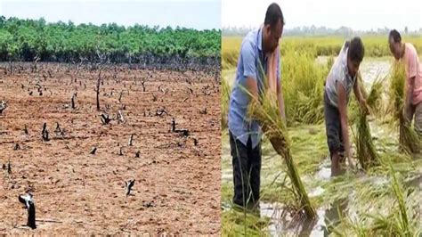 Odisha Economic Survey 2021: Agrarian Distress Rules, Farmers quit ...
