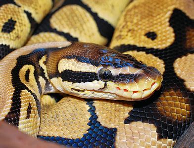 Image result for Black Python Snake