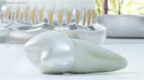 Canine Tooth Human 3D - TurboSquid 2139732