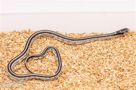 Snake Black And White Stripes