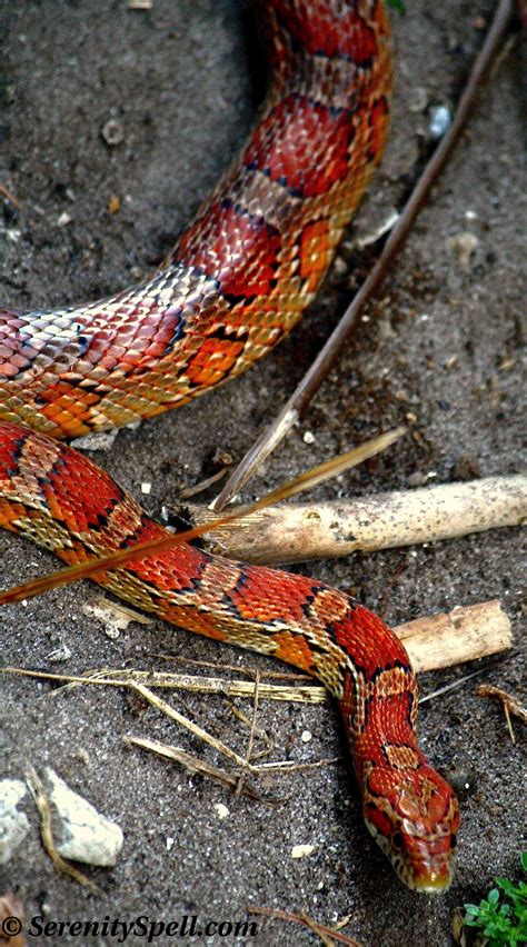 Corn Snake Versus Rat Snake at Humberto Watts blog