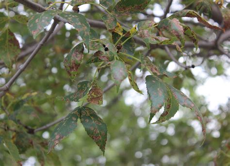 Green Ash Leaf In Fall