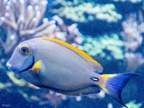 SEA LIFE Grapevine: Entry Ticket - Klook India