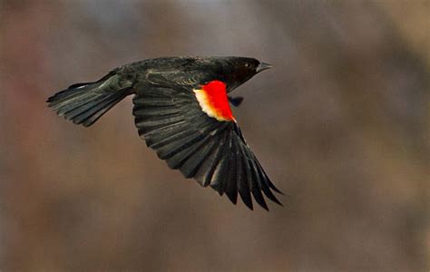 Image result for Order Status