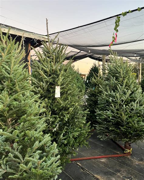 Pensacola Seed & Garden North | Poinsettias and Christmas trees 🎄 There ...