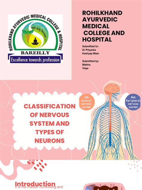 Image result for Nervous System Classification