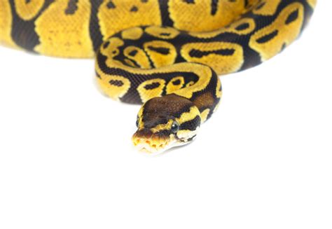 White Ball Python 的图像结果
