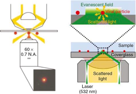 DarkField Microscope 的图像结果