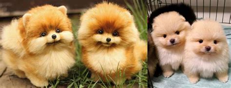 Pomeranian Puppy Price in India | Pomeranian Puppy for Sale in India ...