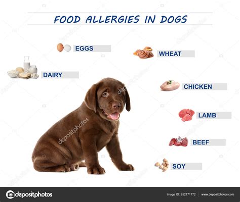 Are Dogs Really Allergic To Chocolate