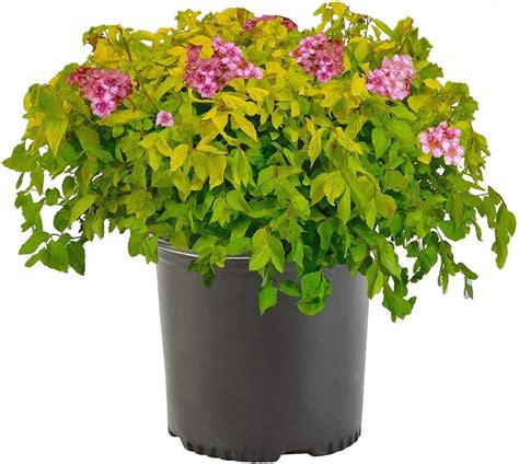 Buy Shrub Gold Mound Spirea, 2.25 Gal, Golden Online at Lowest Price in ...