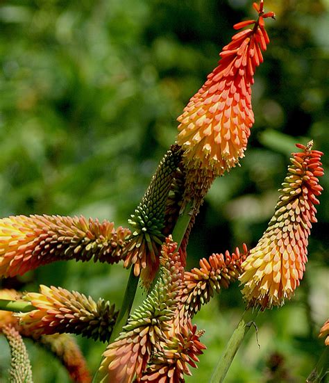Tall Orange Flowers With Large Leaves at Ruby Huntley blog