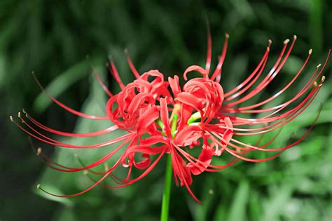 How to Grow and Care for the Spider Lily (Lycoris)