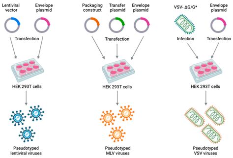 Pseudovirus-Based Systems for Screening Natural Antiviral Agents: A ...