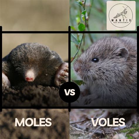 Mantis Pest Management on LinkedIn: Voles Vs Moles How to properly tell ...