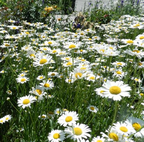 Shasta Daisies - Leucanthemum - Powerful Perennials