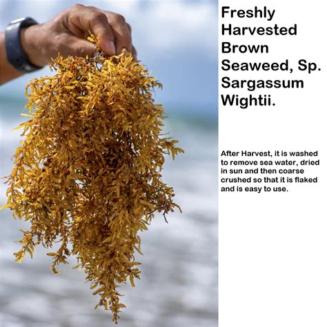 Brown Algae Sargassum