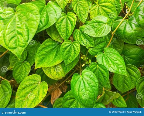 Betel Leaves Have Many Benefits and Uses for Treatment Stock Image ...