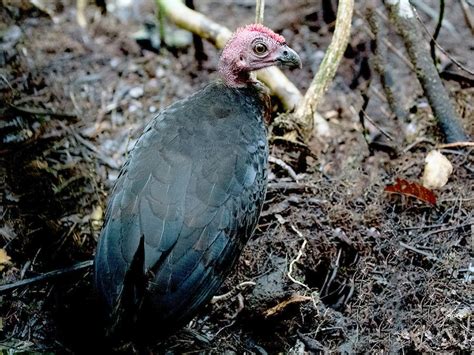 Waigeo Brushturkey - eBird