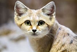 Image result for Cute Unknown Animals