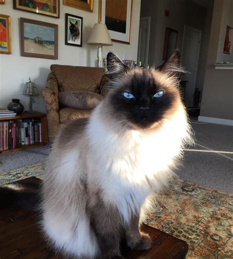 Types Of Domestic Longhair Cats at Daryl Hudson blog