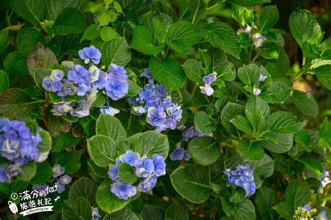 Image result for Algorithm Sample Optimize